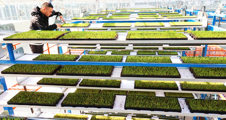 連云港海州:農(nóng)事上&ldquo;云端&rdquo; 新農(nóng)人新農(nóng)具&ldquo;慧&rdquo;種地